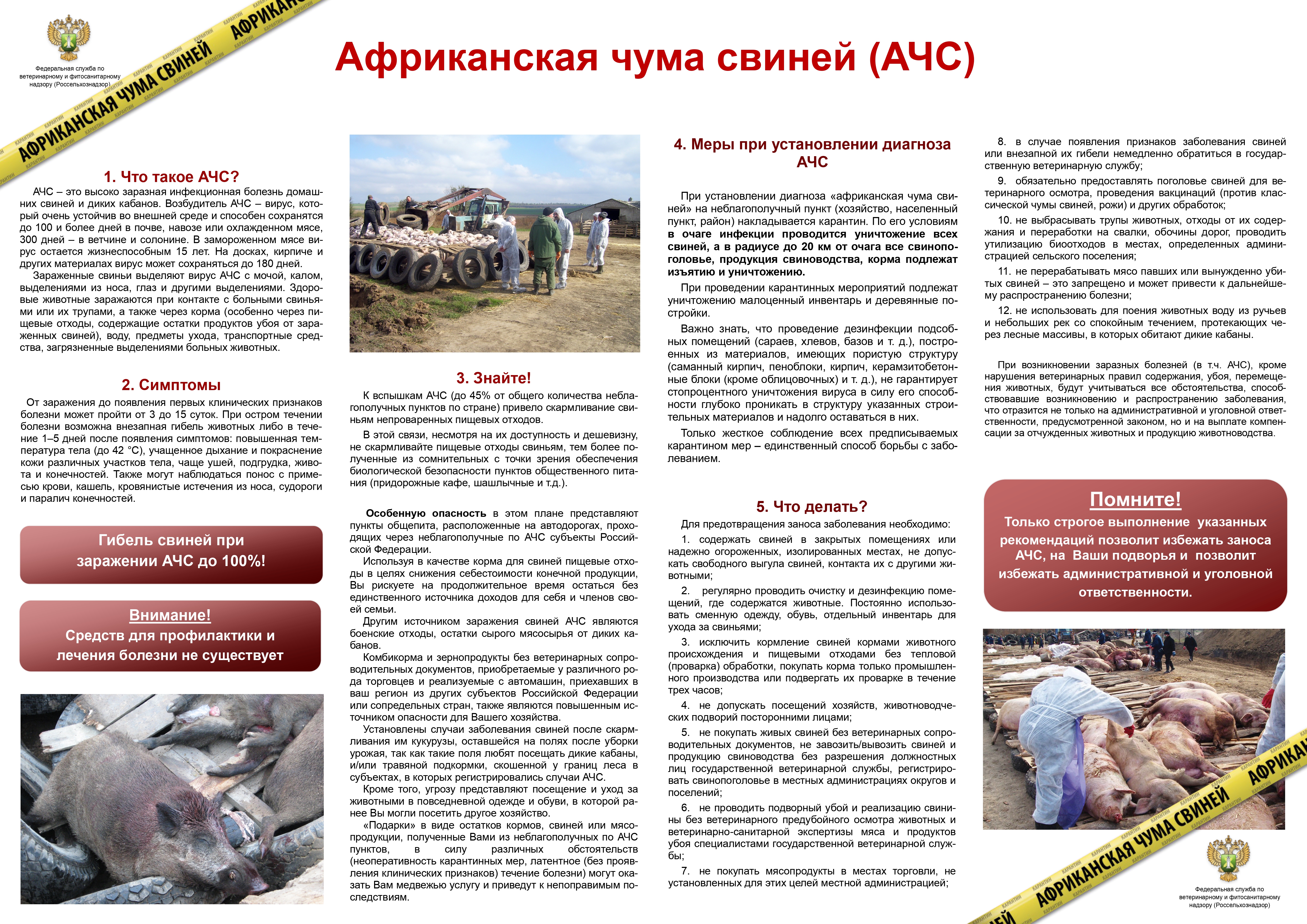 Африканская чума свиней.